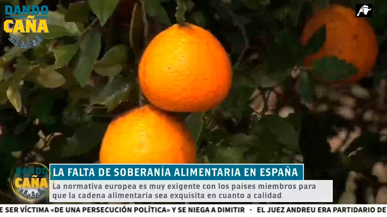 ¿Por qué una naranja de Valencia es más cara que una de Marruecos?