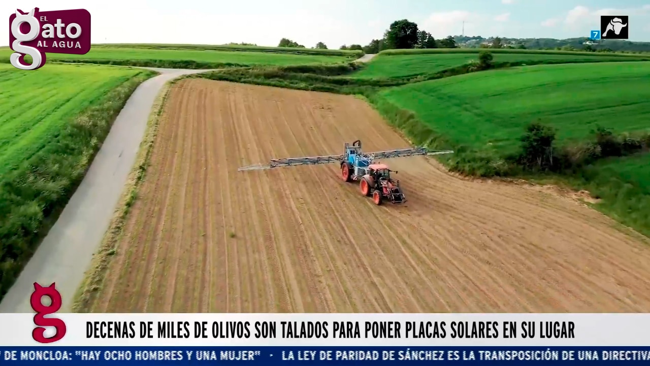 Decenas de miles de olivos son talados para poner placas solares en su lugar