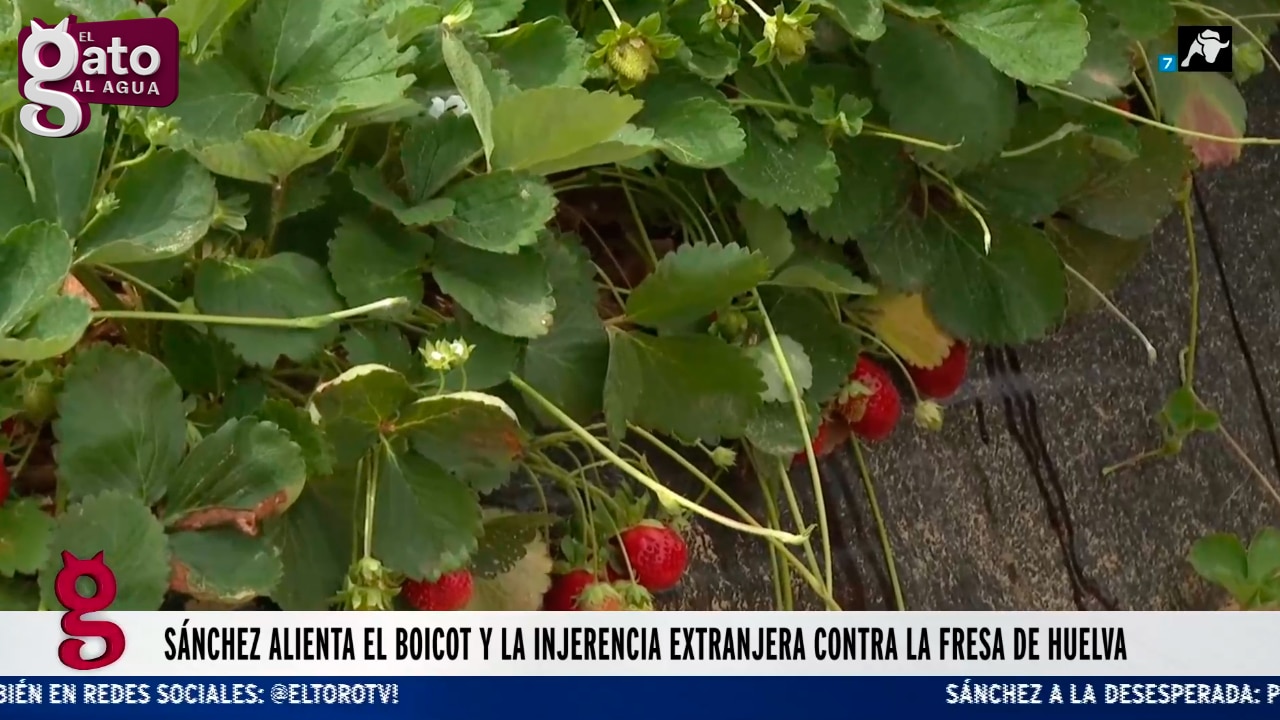 El Gobierno alienta el boicot y la injerencia extranjera contra la fresa de Huelva