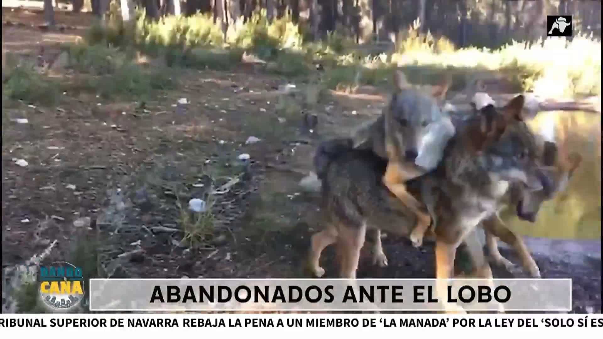 Los ataques del lobo al ganado se disparan desde que se prohibió su caza