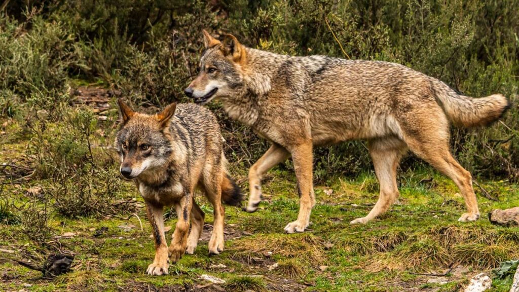 Los cazadores piden un control del lobo en España tras el cambio de parecer en Bruselas