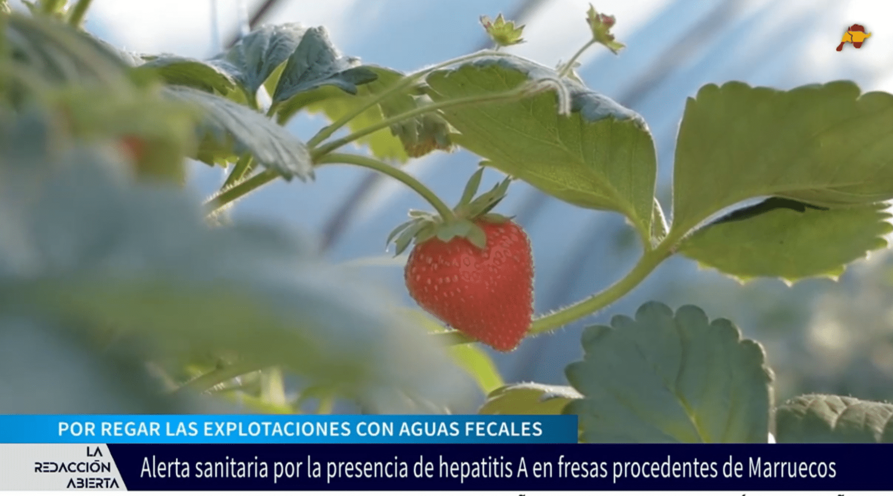 Máxima alerta por fresas de Marruecos con virus de Hepatitis A