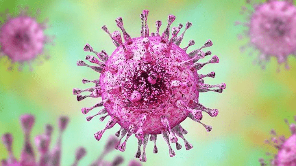 Se investiga un sistema más rápido de detección del citomegalovirus en El Hospital de Gandia y la UPV