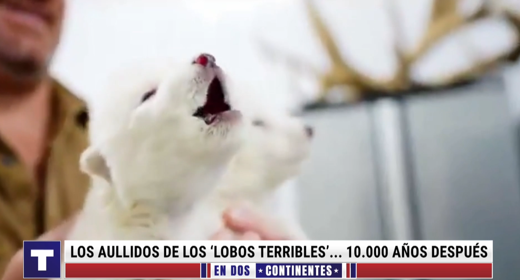 Unos científicos crean a unos lobos ¡extintos hace 10.000 años!