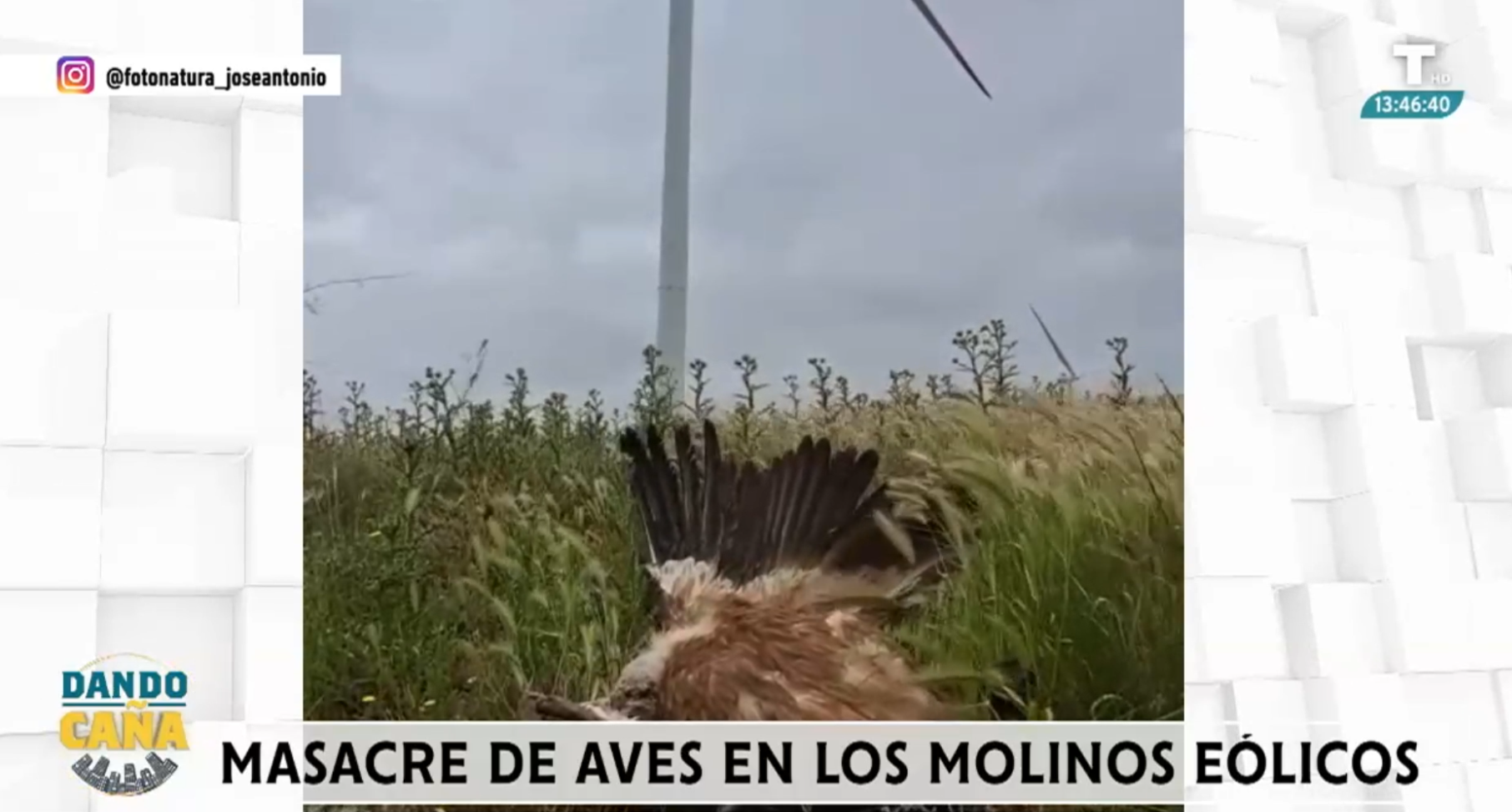 Masacre de aves en los molinos eólicos de Aragón