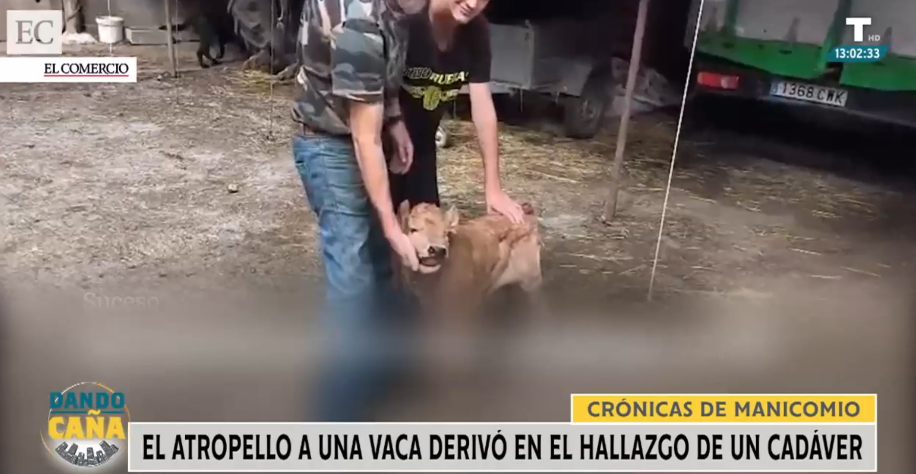 El atropello a una vaca, que dio a luz en el momento, deriva en el hallazgo de un cadáver