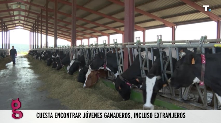 Desastre ganadero: Galicia pierde la mitad de sus granjas lecheras